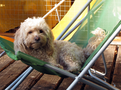 Rosa in lawn chair